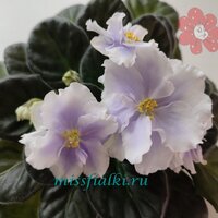 ЕК - Антарктида_tn