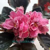 ПТ - Костяника 1_tn