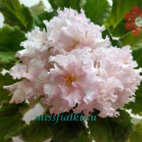 С - Лиса Алиса 1_tn