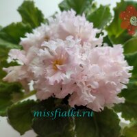 С - Лиса Алиса_tn