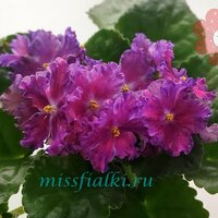РС - Праздник Красок_tn