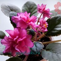 С - Ягодный Поцелуй 1_tn