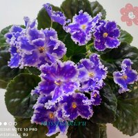 НК - Спокойной Ночи 1_tn