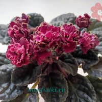 ПТ - Восточный Экспресс_tn