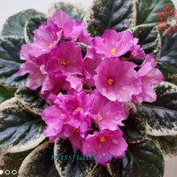 Rivermist Bequling 1_tn