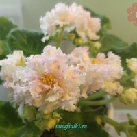 ЛЕ - Злато Скифов